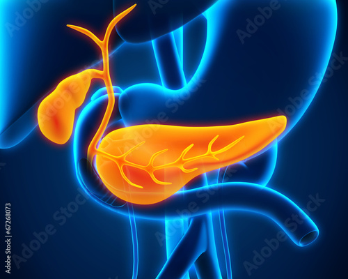 Obraz na płótnie Human Gallbladder and Pancreas Anatomy