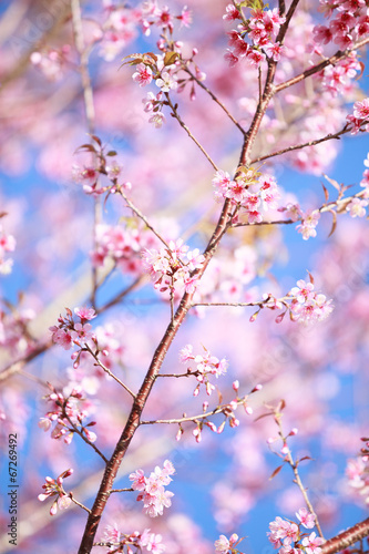 Close up Wild Himalayan cherry blossoms is blooming in spring japan outdoor, Floral sakura cherry branch,  © Art Stocker