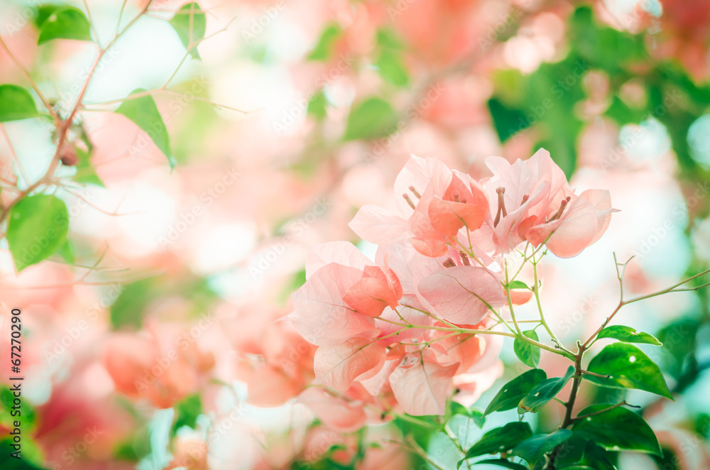 Obraz premium Paper flowers or Bougainvillea vintage