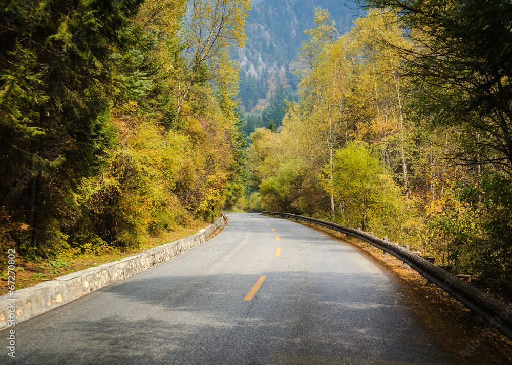 Old forest road