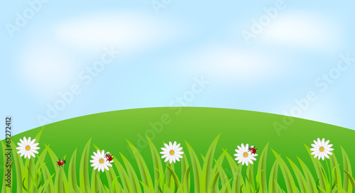 background with the flowers of camomile and ladybirds