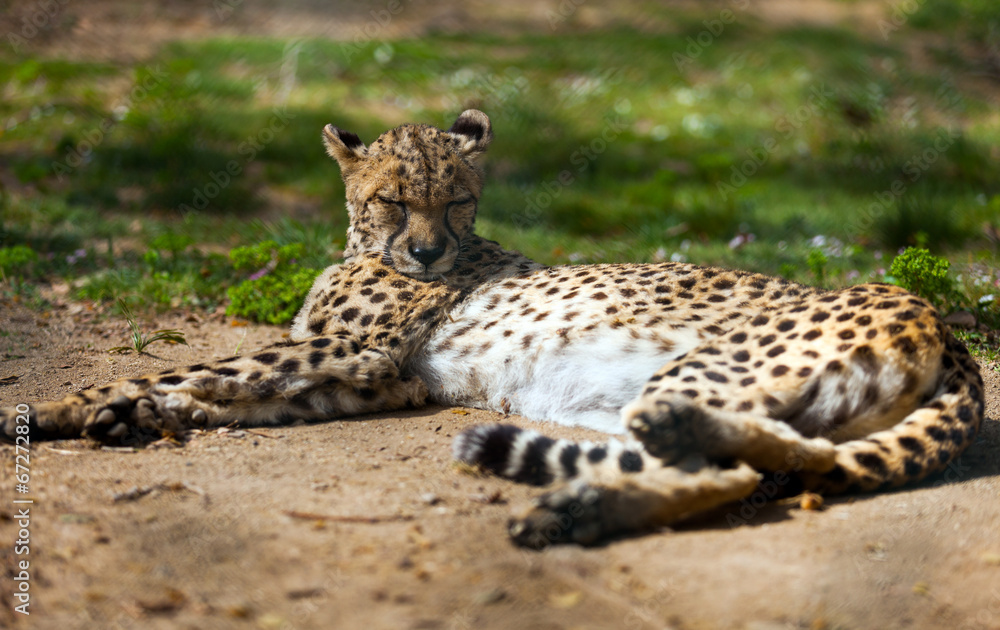 Fototapeta premium adult cheetah