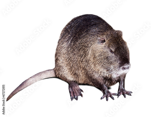 Coypu over white background with shade