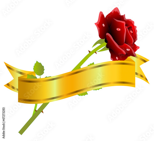 red rose and gold ribbon on a white background