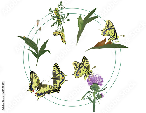 Life of butterfly