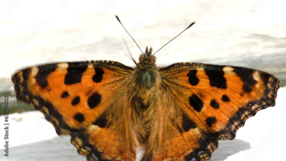 Butterfly on the windowsill Butterfly on the windowsill