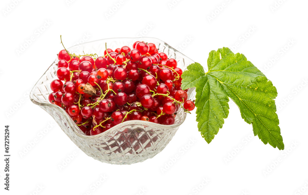 Red currant Red currant