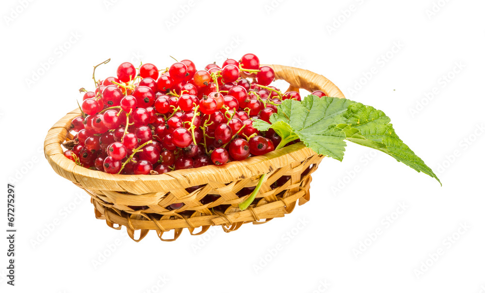 Red currant Red currant