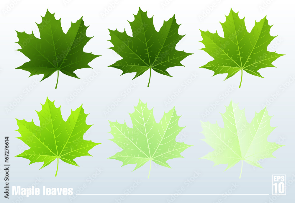 Green maple leaf. Vector. Set. Green maple leaf. Vector. Set.