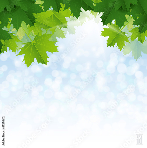 Lush green maple leaves against the blue sky.