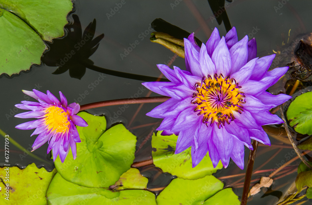 Blue lotus Blue lotus
