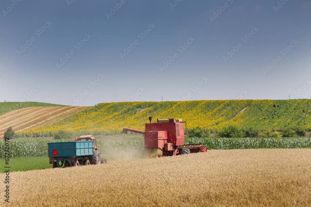 Fototapeta premium Harvesting wheat
