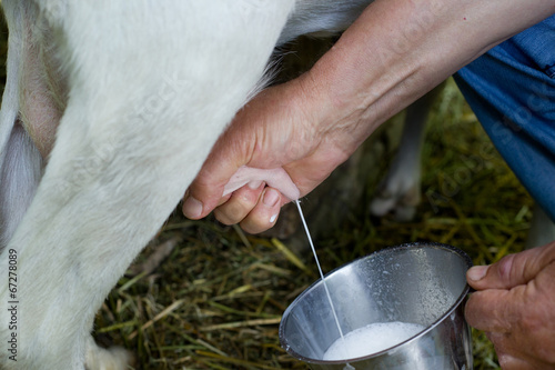 Konstfotografi Milking goat