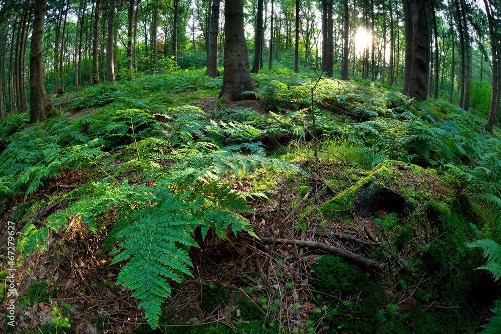 Obraz premium sunshine in coniferous forest