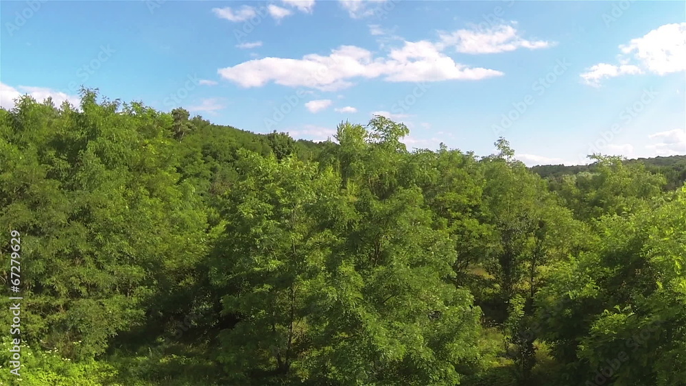 Up over wood trees .Aerial in sunny day Up over wood trees .Aerial in sunny day