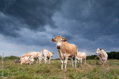 cattle on pasture