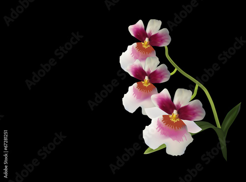 Fototapeta Naklejka Na Ścianę i Meble -  white and red orchid blossom isolated on black