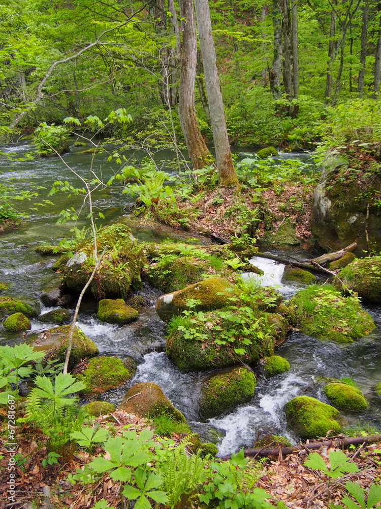 Oirase gorge in fresh green, Aomori, Japan