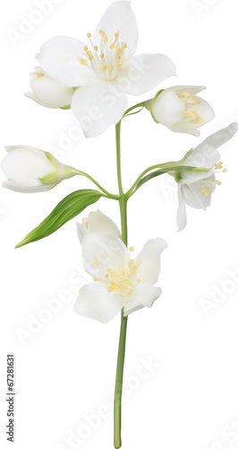 illustration with white isolated jasmine branch