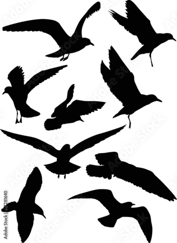 set of eight gull black silhouettes © Alexander Potapov