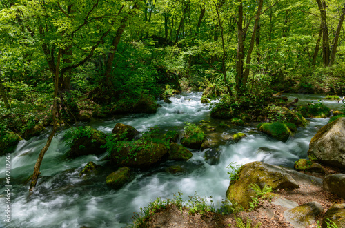 Fototapeta Naklejka Na Ścianę i Meble -  Oirase gorge in fresh green, Aomori, Japan