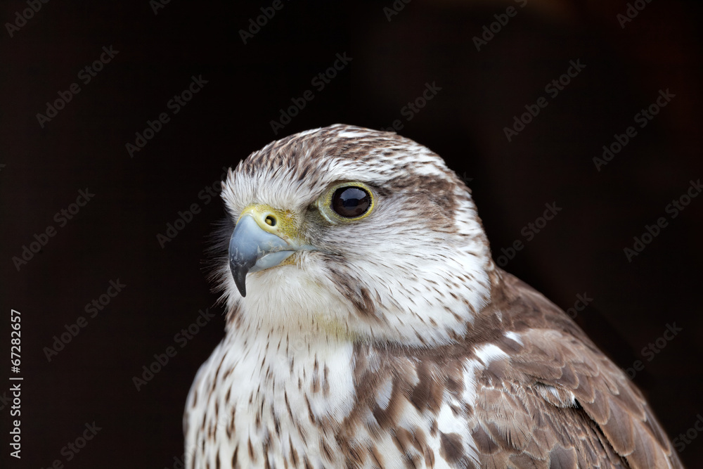 Fototapeta premium Falco cherrug - Faucon sacré - Saker Falcon