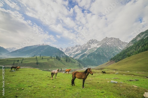 Horses grazing in a summer meadow with green Field and Mountain