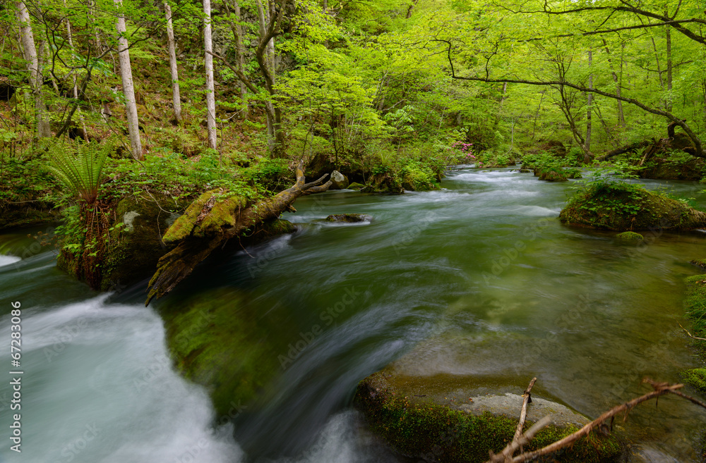 Obraz premium Oirase gorge in fresh green, Aomori, Japan