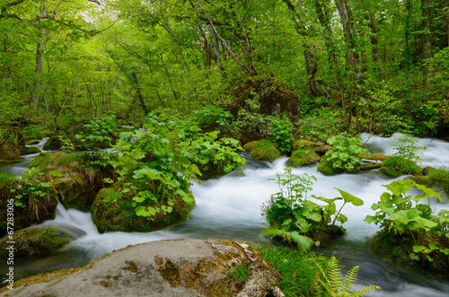 Oirase gorge in fresh green  Aomori  Japan