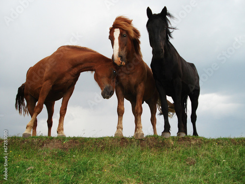 Лошади наслаждаются порывами ветра на краю оврага