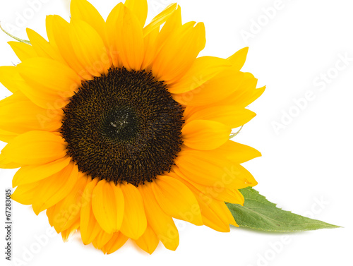 Sunflower isolated on white background