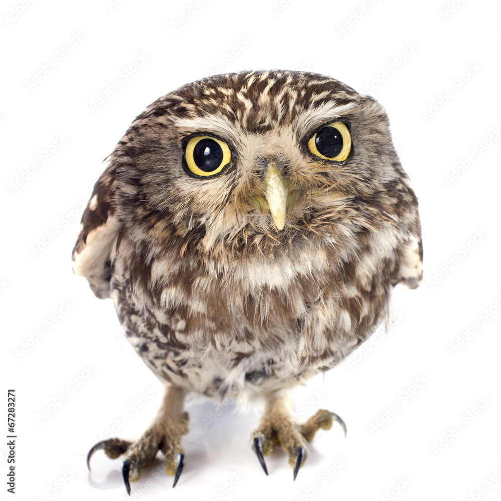 Naklejka premium Little owl