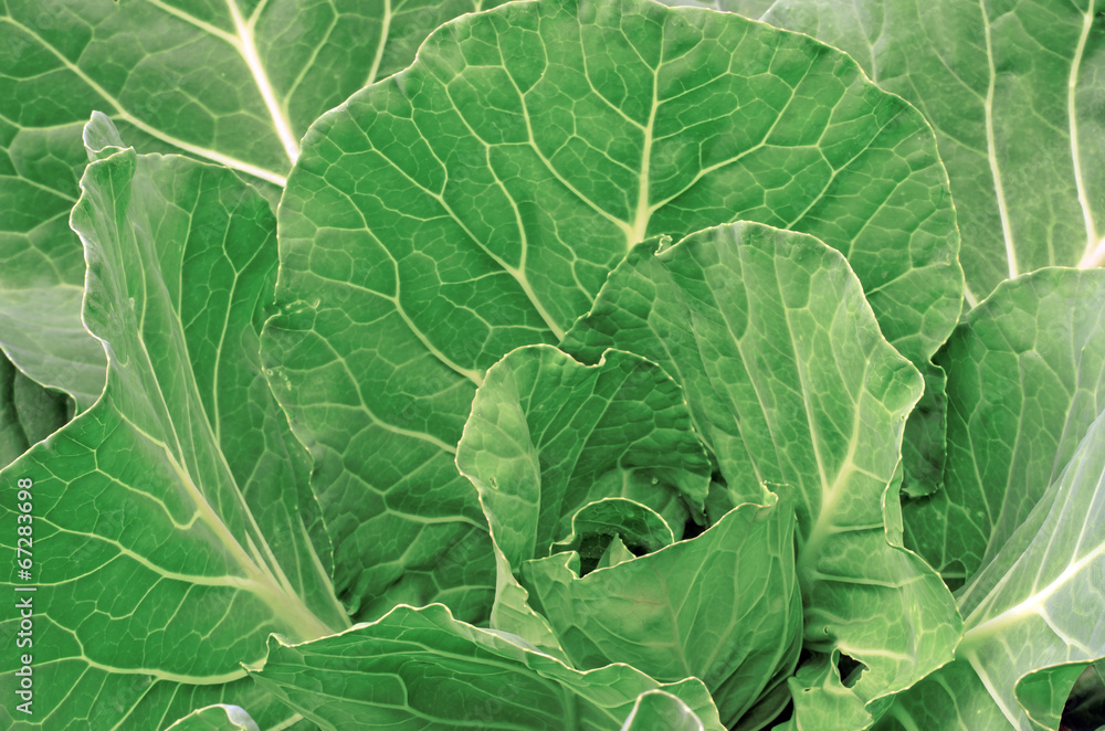 Cabbage in the garden as a background Cabbage in the garden as a background