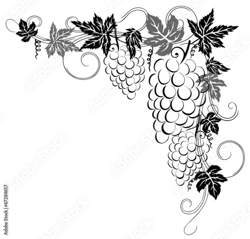 Ranke mit Weintrauben und Weinblättern. 