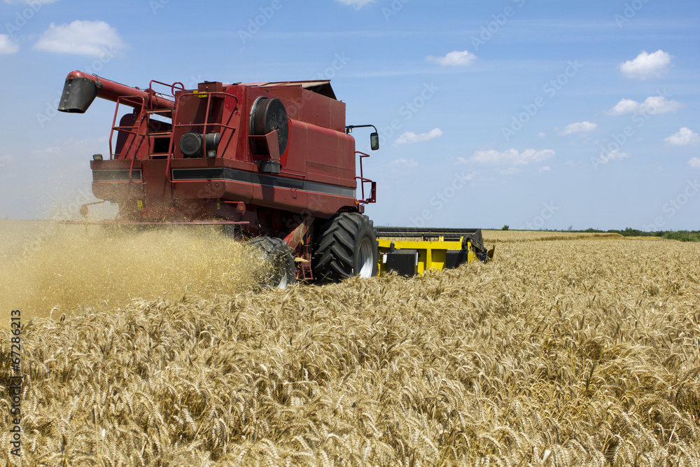 Fototapeta premium Wheat harvesting