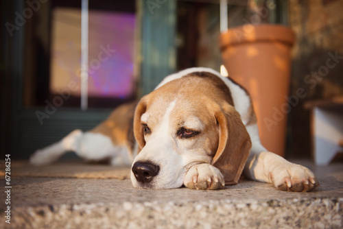 Beagle dog guarding