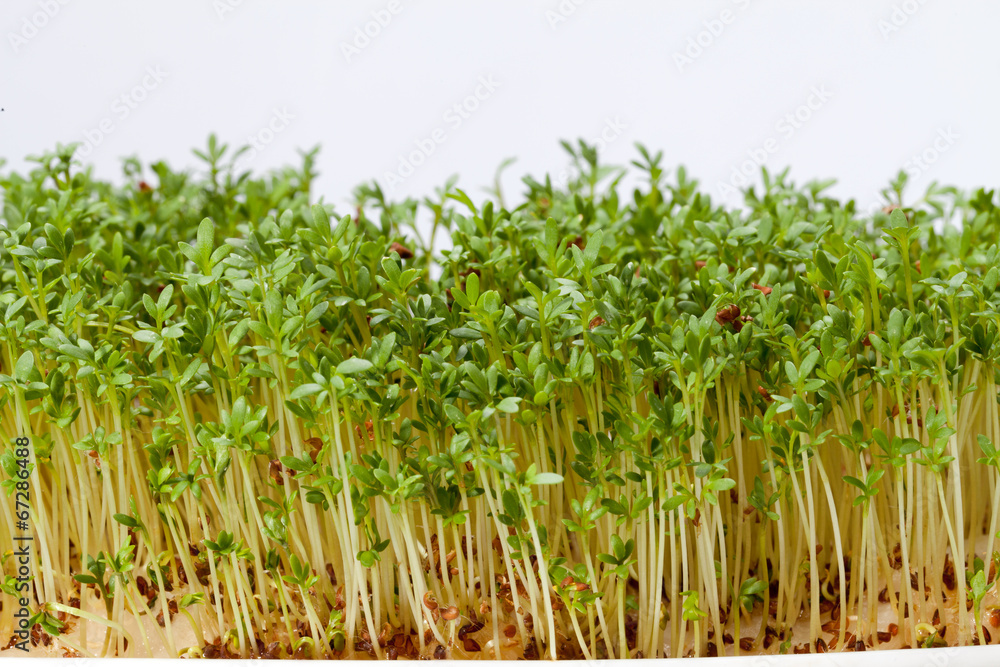 Fototapeta premium Cress seedlings isolated on white background