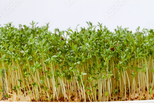 Cress seedlings isolated on white background © wjarek