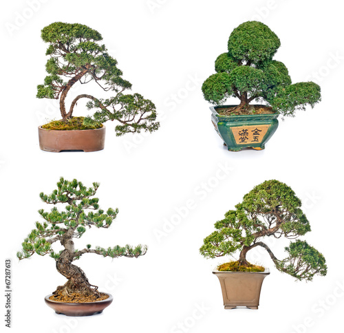 Bonsai tree