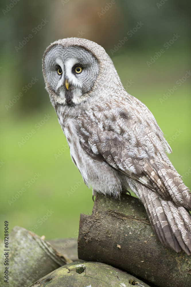 Fototapeta premium Short Eared Owl
