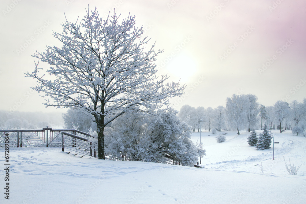 winter forest