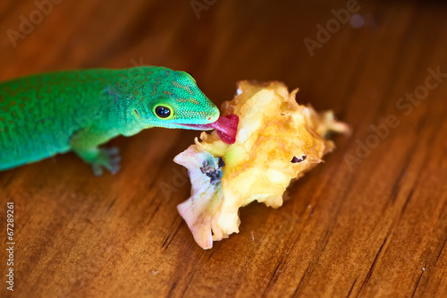 Green gecko lizard eating apple core photo