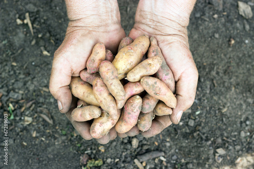 Bamberg potatoes