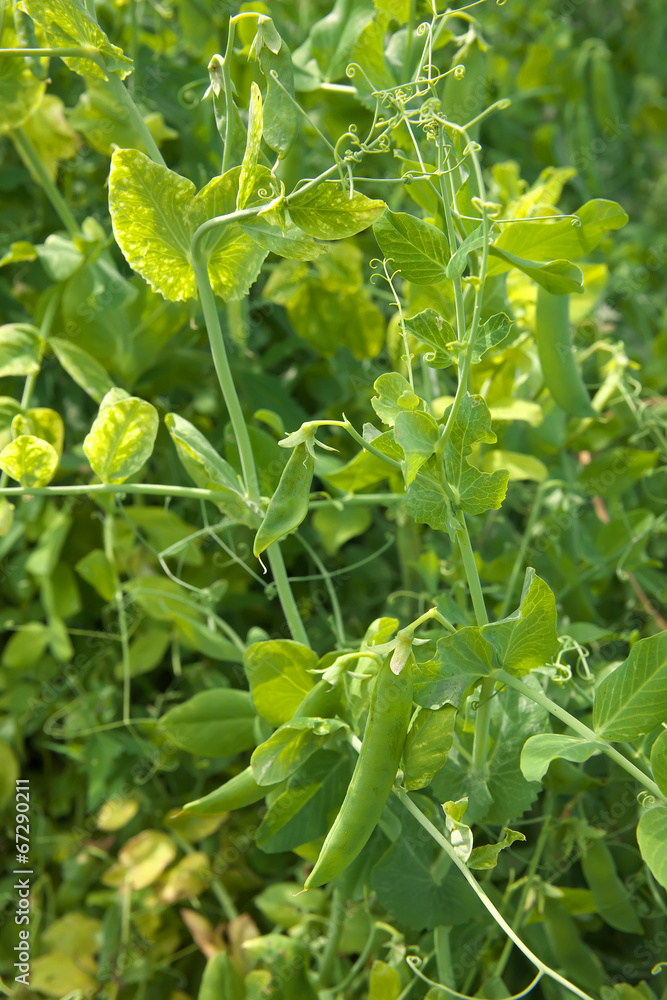 Green peas Green peas