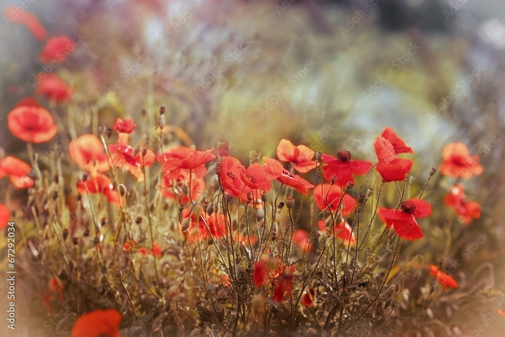 Fototapeta premium Red poppy flower - wild poppy flower