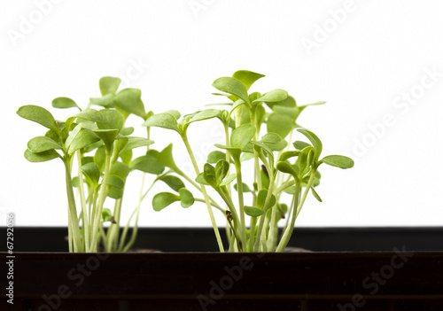 Plant seedlings growing in a plastic tub
