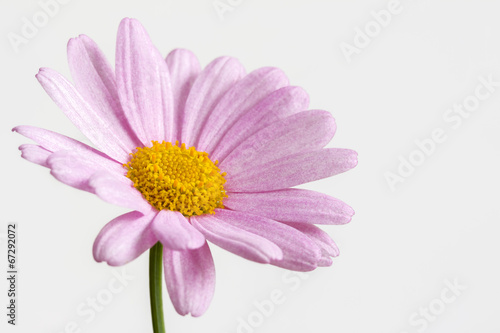 Pink daisy on a white background