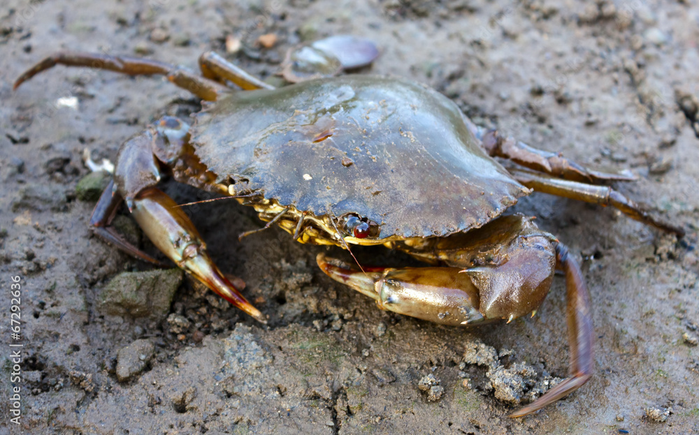 Closeup of a mud crab