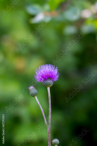 Preview flowering weed plants in a meadow thistle