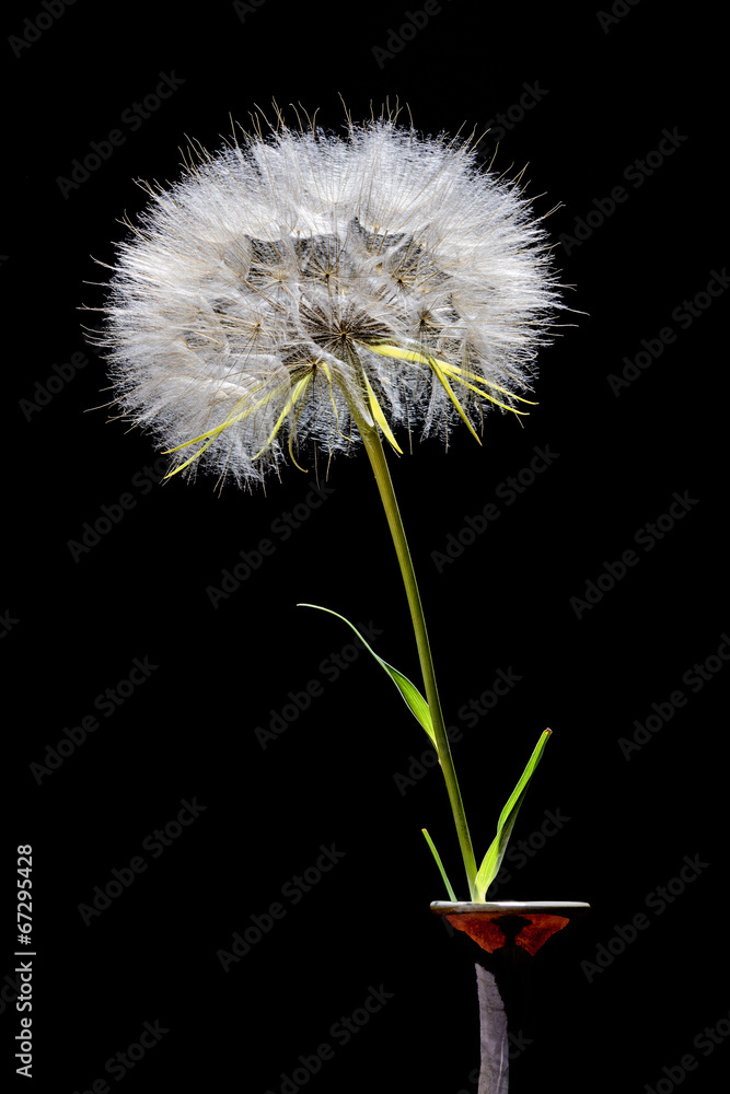A big dandelion blowball in a vase, isolated on black background